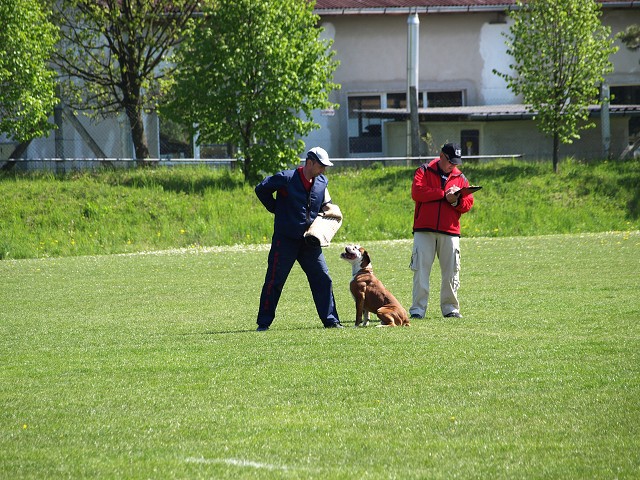 www.atibox.net * www.euroboxer.eu * www.boxergenealogia.eu